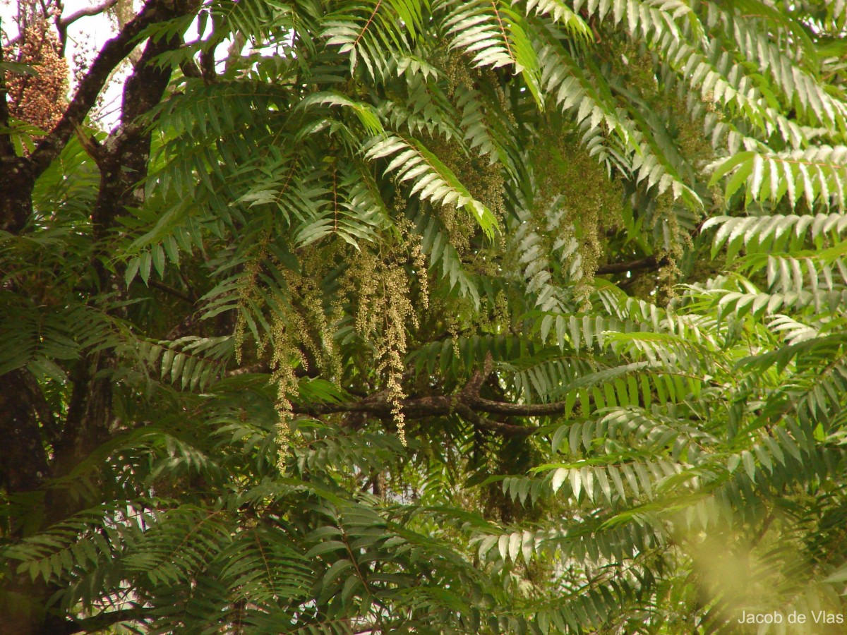 Toona sinensis (Juss.) M.Roem.